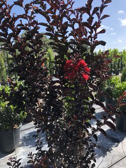 Red Crape Myrtle Bush Beautiful