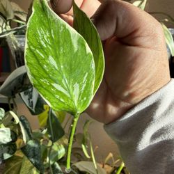 Hoya Jasminka Polyneura 