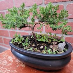 Bonsai Plants 