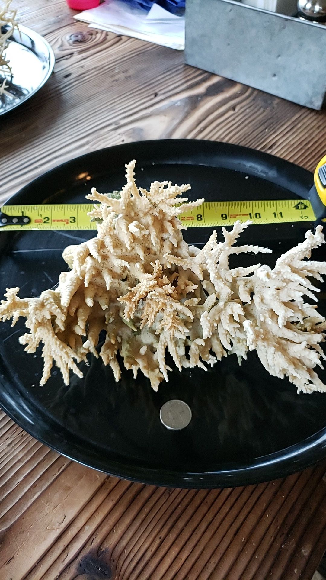 Coral