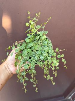4” strings of turtles