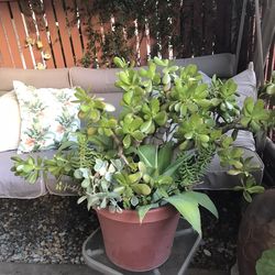 Large Succulent Arrangements