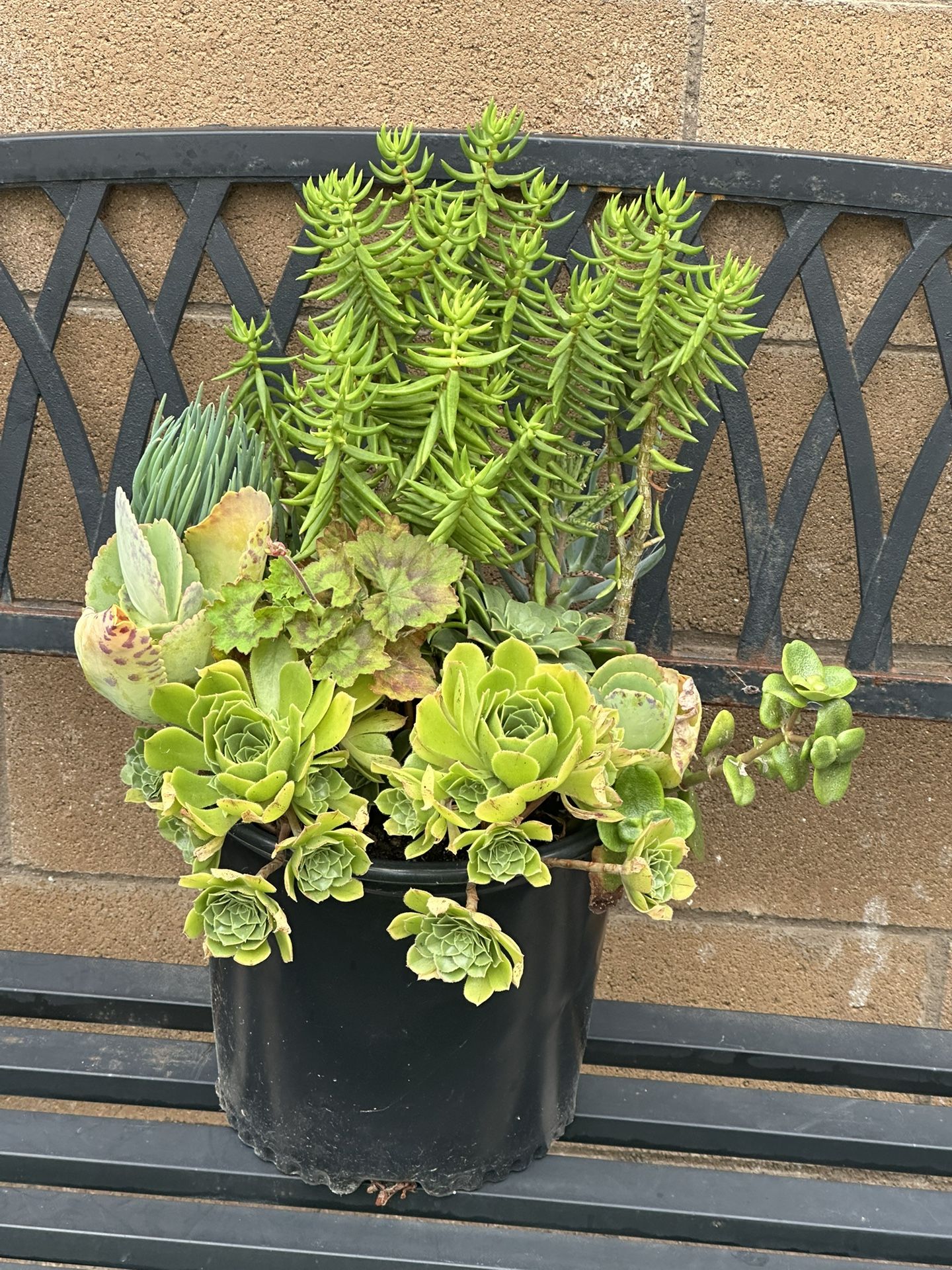 Assorted Succulent Plants 