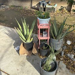 Zavila Grande Para Muchas Cosas Se Usa.  Es Veneficiosa Para  La Piel Y El Pelo También 