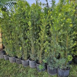 Podocarpus Over 6 Feet Tall Instant  Privacy  Hedge  Tall Full Green  Fertilized  Ready For Planting Instant Privacy Hedge  Same Day Transportation 