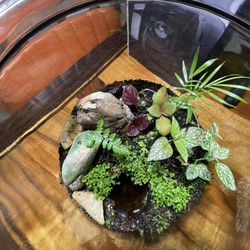 Cookie Jar Terrarium