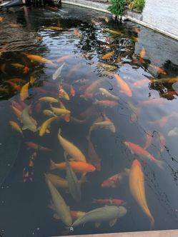 Japanese koi