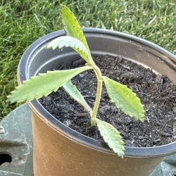 Kalanchoe/ Devils Backbone/ Mother Of Millions/ Mala Madre