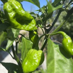 Dragon’s Breath Pepper Plant In 3-5 Gallon Containers $25