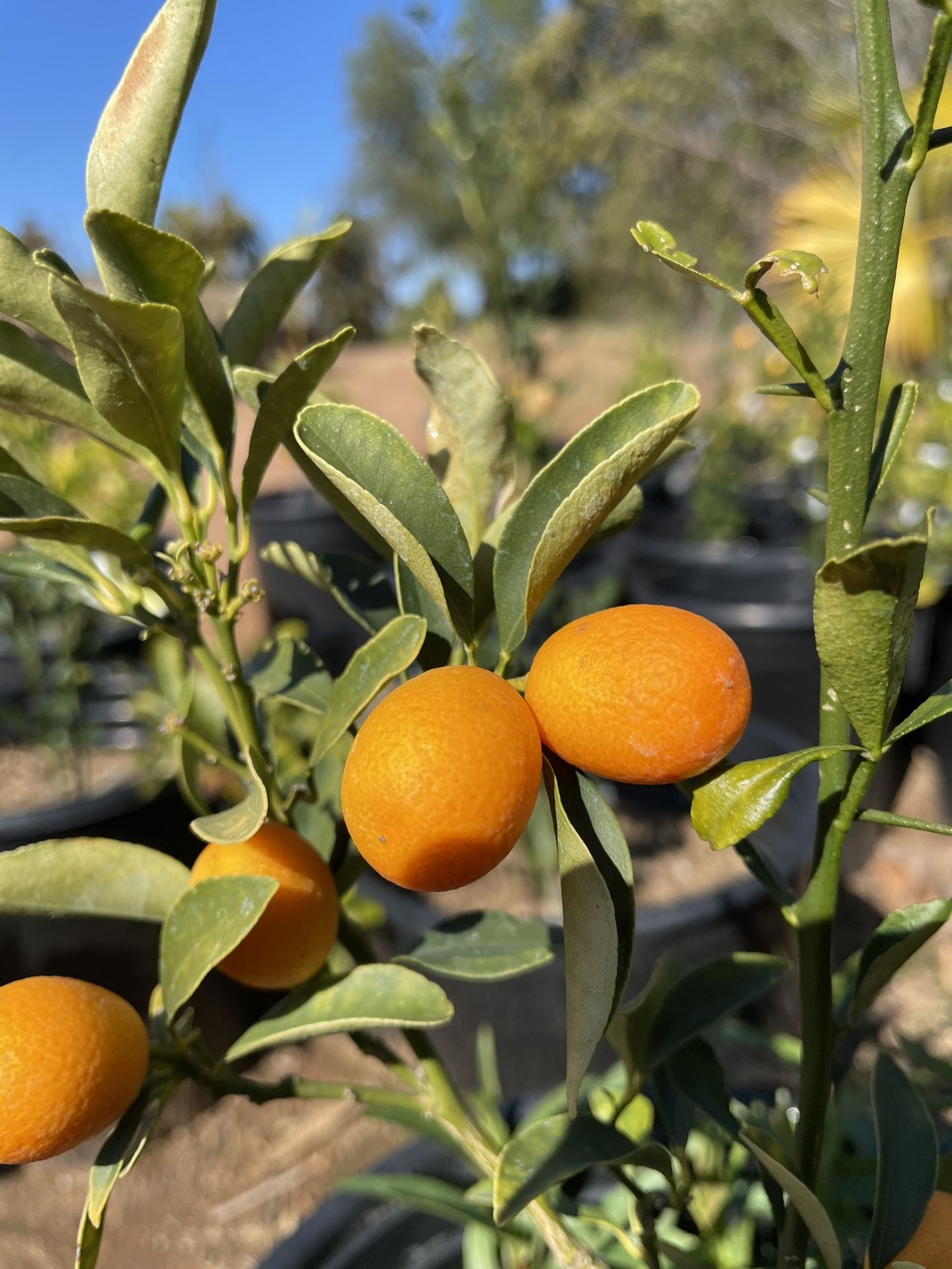 Citrus Trees- 5 Gallon Size- Orange Trees- Lemon Trees- Lime Trees