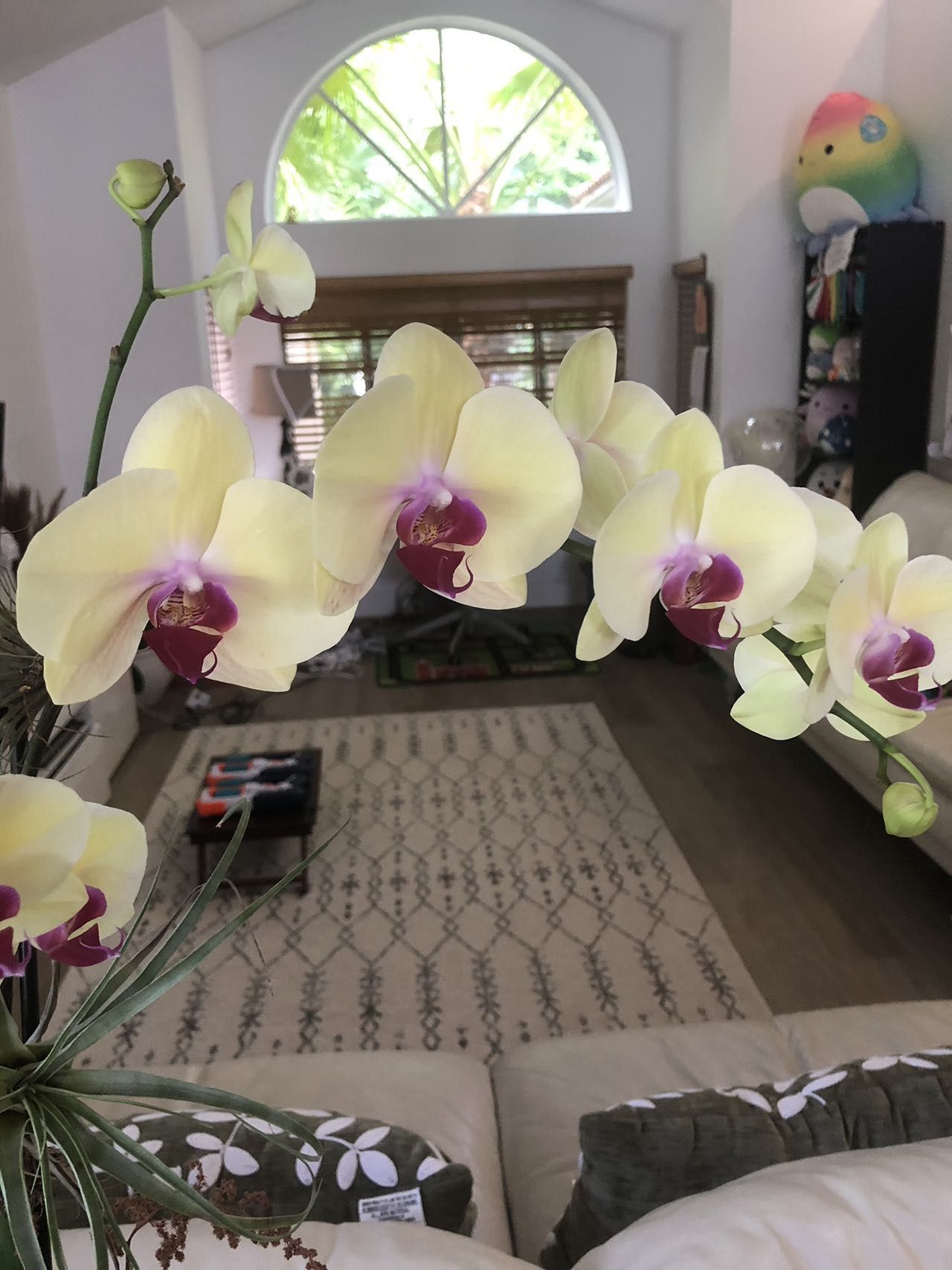 Orchid