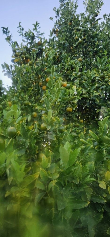 Calamansi Fruits