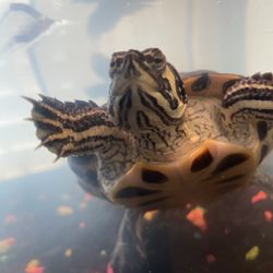 Two Yellow-Bellied Sliders 