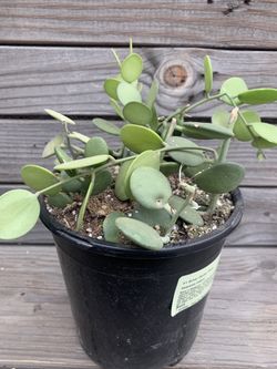 Silver Dollar Succulent