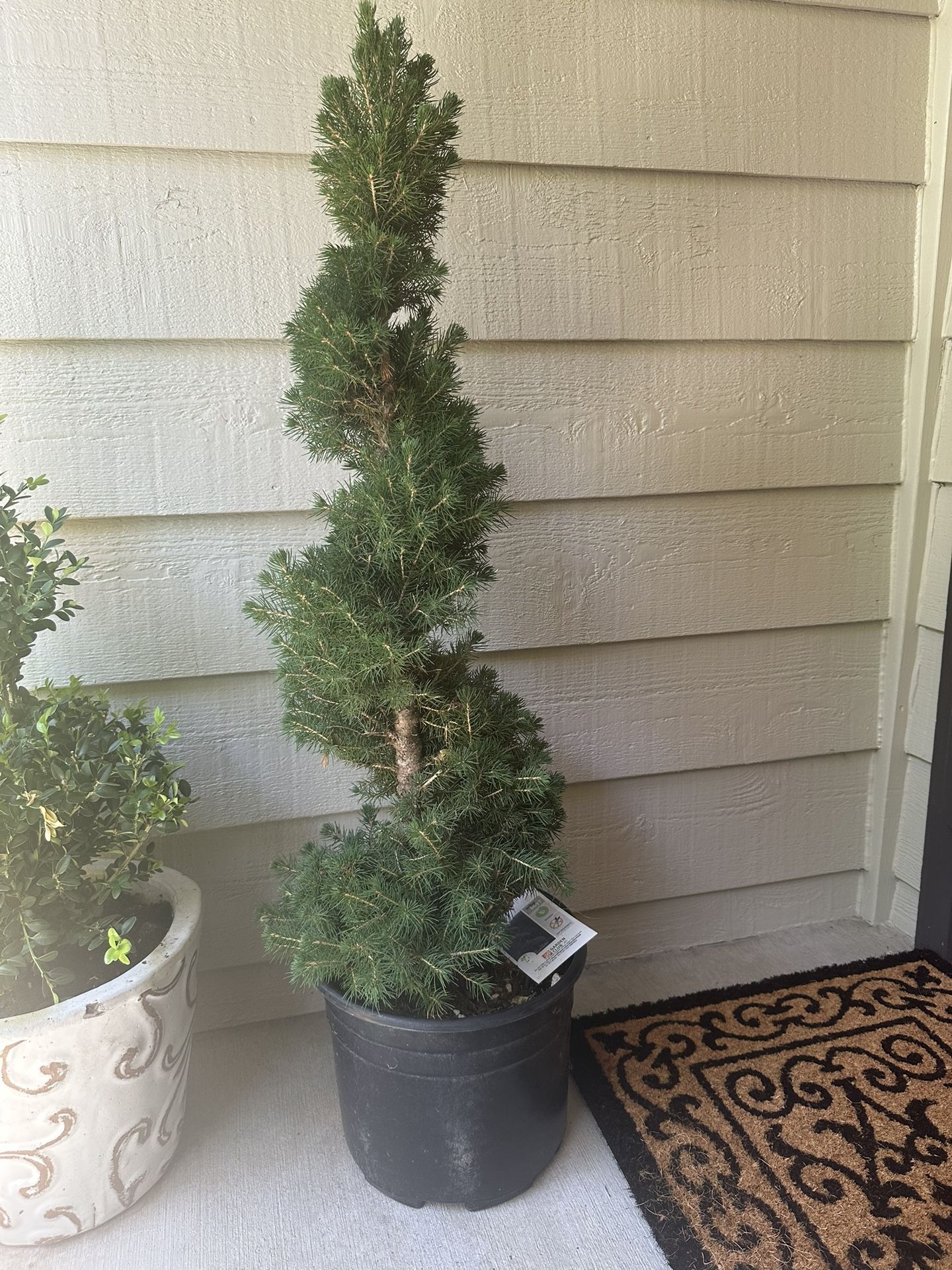 Spiral Spruce Topiary