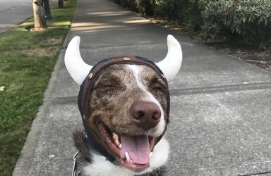 Viking Helmet /hat For A Dog