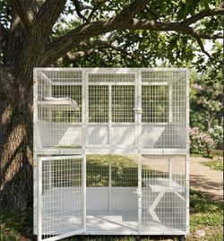 kitten cage mainecoon