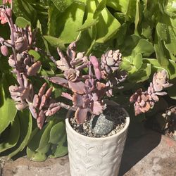 White Ceremic Pot With Purple Succulent 