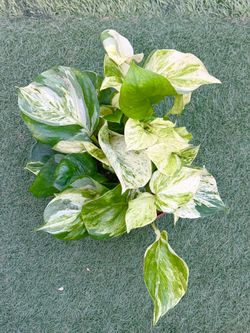 Plants (6”pot🌿Manjula pothos )