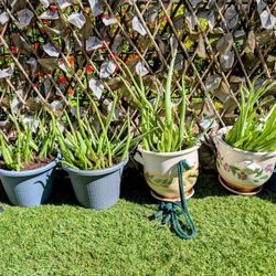 Aloe Vera  & Fire stick Plants