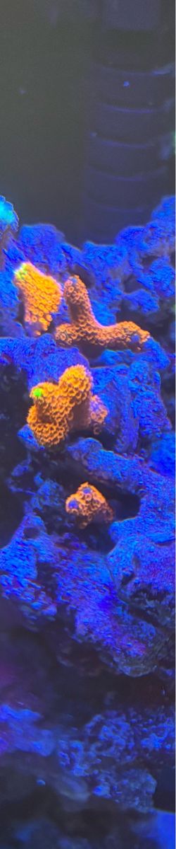 Forest fire and red bubblegum Montipora Digitata coral frags