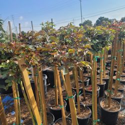 Rose Tree