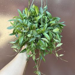6” Hoya Lacunosa 