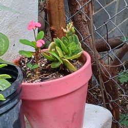 Corona De Cristo Y Kalanchoe