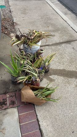 Free Aloe Vera plants