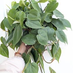 Philodendron Cordatum Heart Leaf Plant 6" Pot - Indoor House Plants