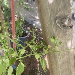 Ruda/ Rue Plant & Chiltepin Plant / Planta De Chiltepin