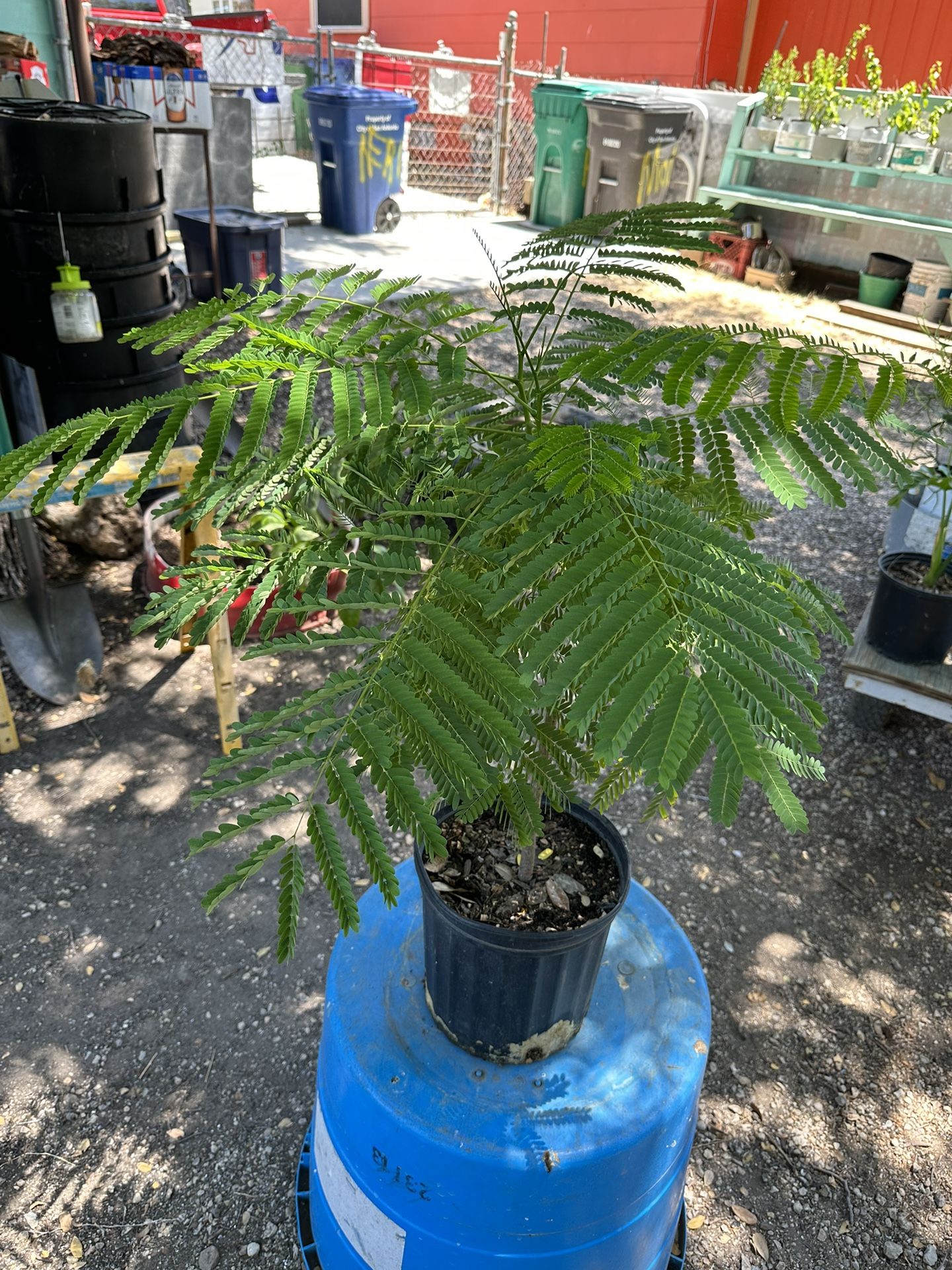 Flamboyant / Tabachin Tree Read Description