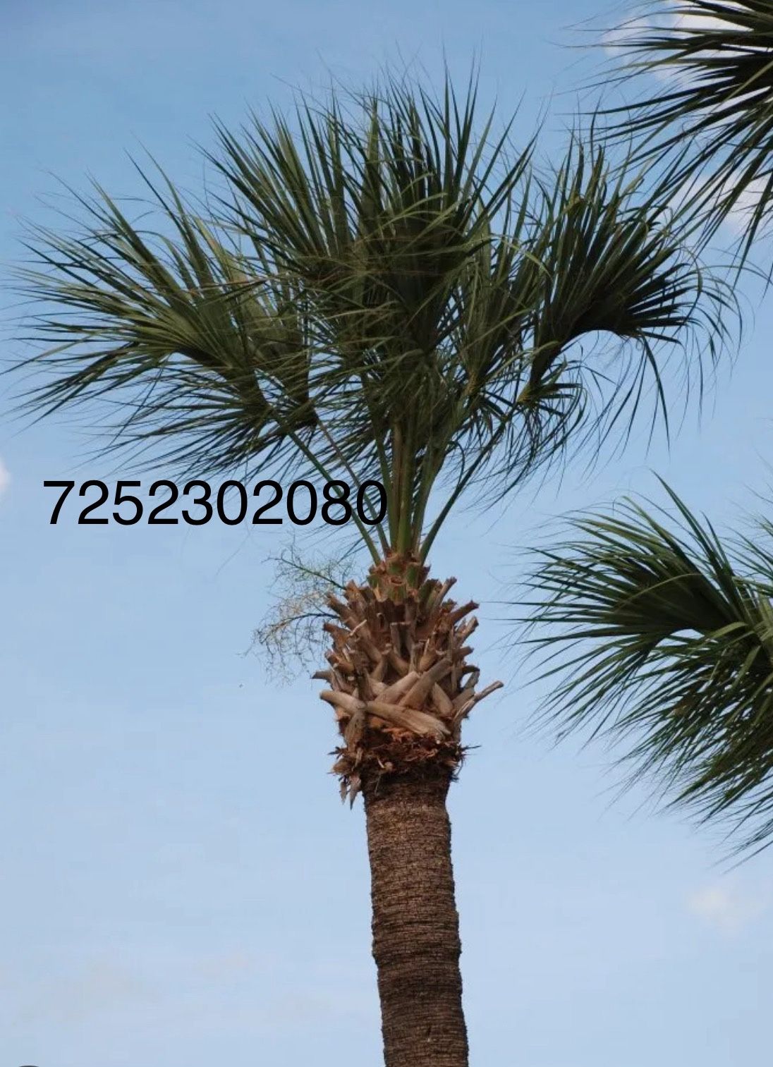 Palm tree Trimming Text For Price Quote