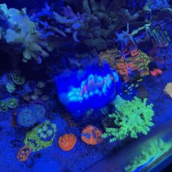 Coral Decor For Sale