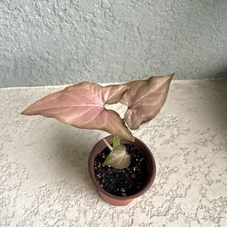 Pink Syngonium Plant 