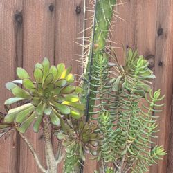 Mixed succulent