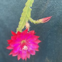 Blooming Epiphyllum Orchid Cactus Plant, Is Large Flower  In 1 Gallón Pot Pick Up Only 