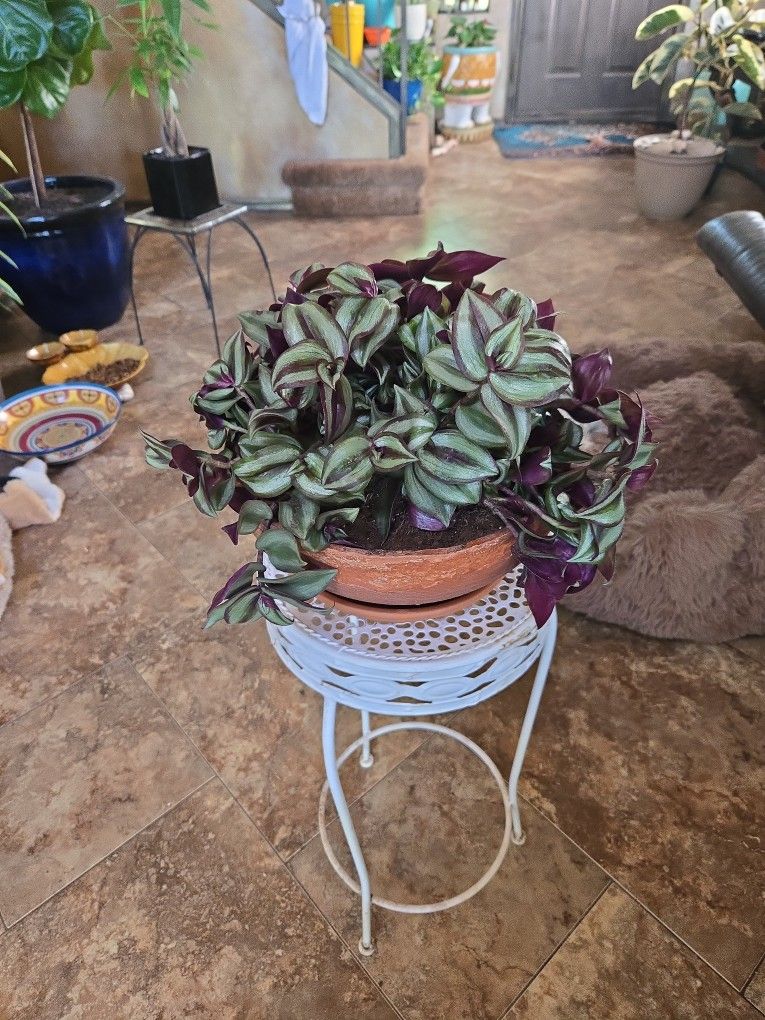 Wandering Jew Plant In 10in Wide Terracotta Pot With Tray
