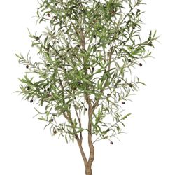 New + Silk Olive Tree with Natural Olive Branches and Realistic Leaves - 7ft Tall