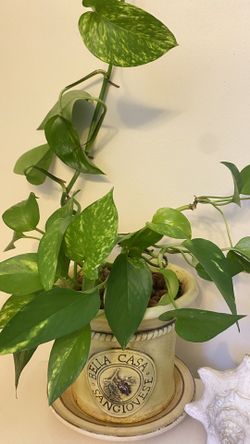 Plant For Home Real For Cleaning Area And Decorating 