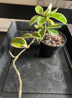 Houseplant Hoya Krimson Queen