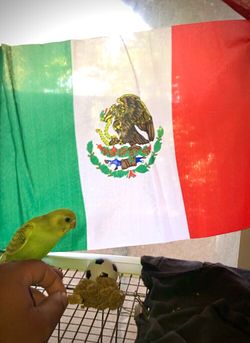 Mexico Car Flags Bandera De Mexico para Caro