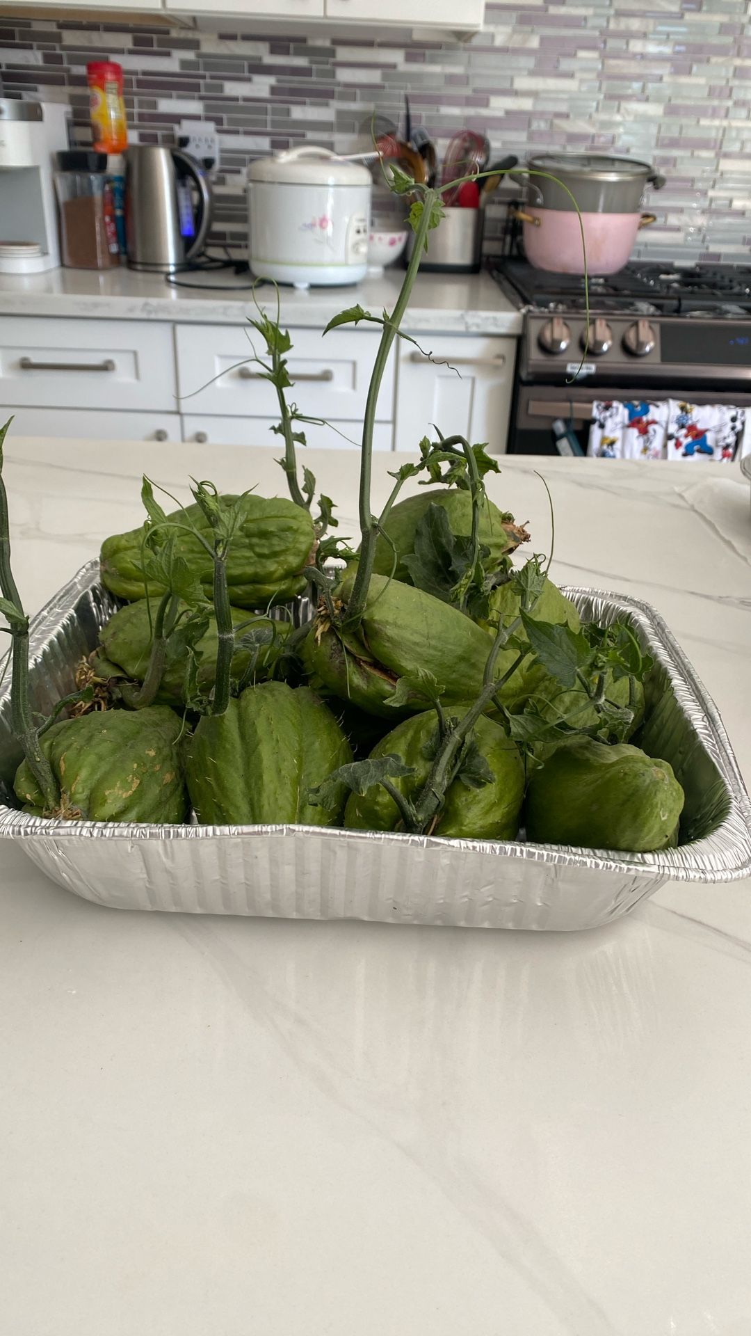 Chayotes Sprouts $5 Each