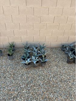 Plants/landscapers