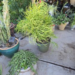 3 Firestick Plants In 15in Plastic Pot.