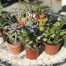 $3 Mini Plants