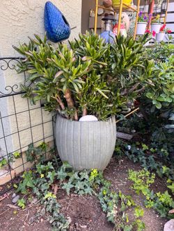 Pot with succulents