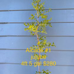 alcade #1 jujube tree