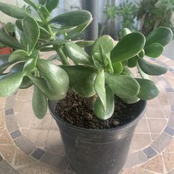 🌱 Lucky Jade Succulent Plant 🌱 1 Gallon Pot
