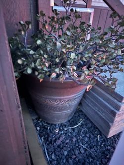 Plant pots